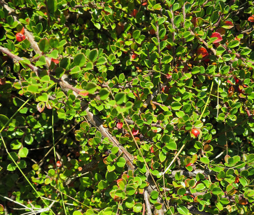 Cotoneaster horizontalis