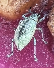 Exophthalmus jekelianus image