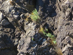 Linum monogynum monogynum