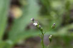 Lobelia cliffortiana
