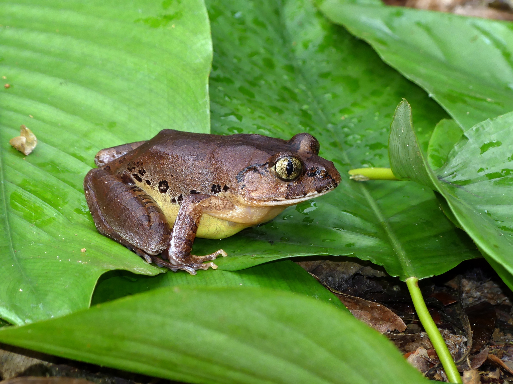 Astylosternus batesi (Boulenger, 1900)