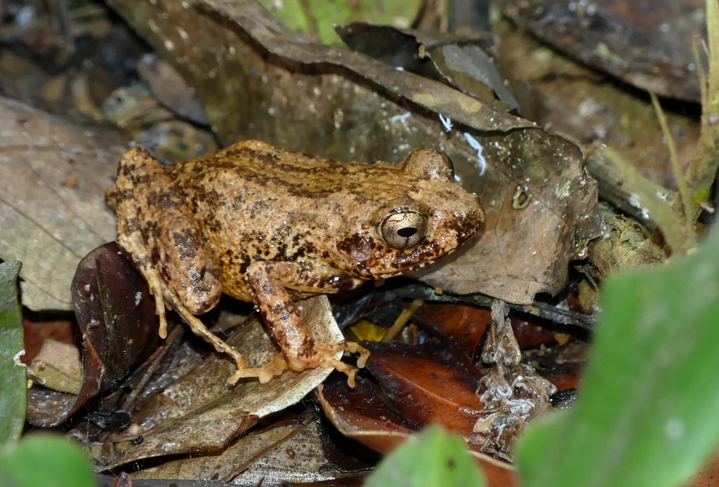 Foulassi Screeching Frog