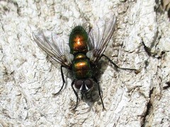 Gymnocheta viridis