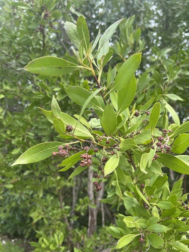 Green Buttonwood