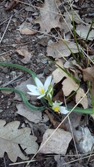 Ornithogalum fimbriatum