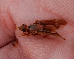 Pyrgota undata
