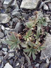 Myosotis traversii cantabrica