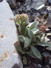 Myosotis traversii cantabrica