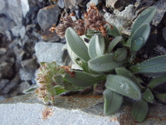 Myosotis traversii cantabrica