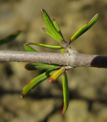 Coprosma acerosa