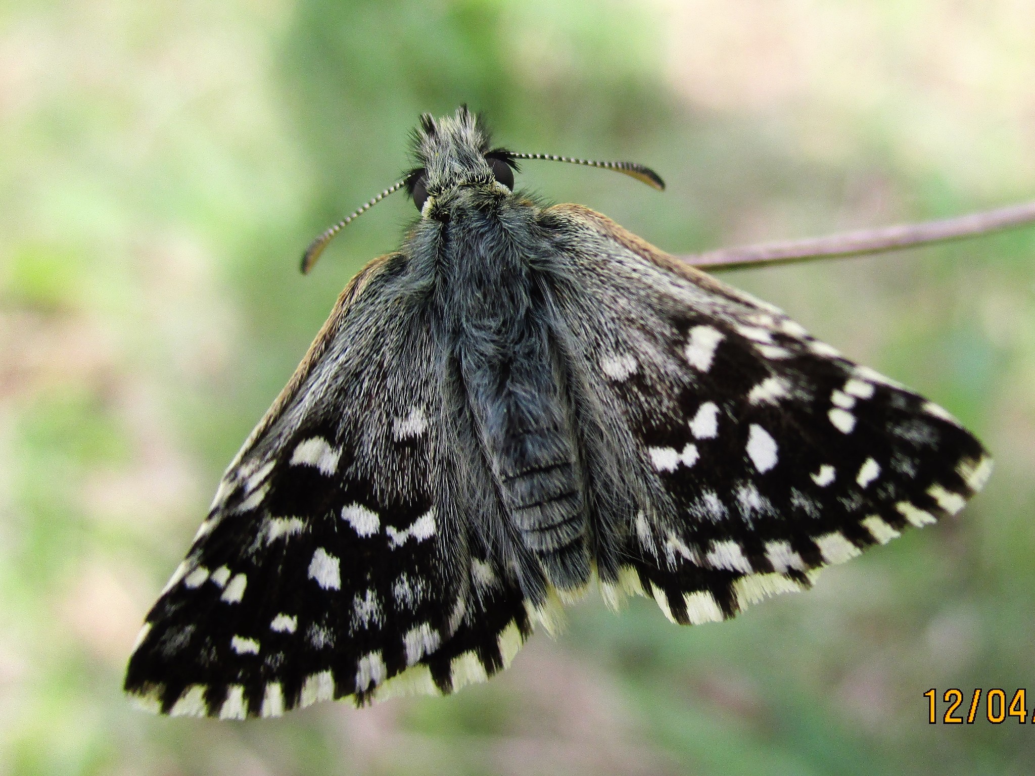 Grizzled Skipper (Pyrgus malvae) · iNaturalist Canada