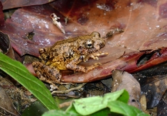 Foulassi Screeching Frog photo 3