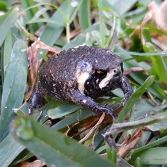 Breviceps mossambicus