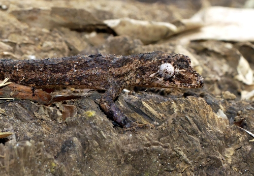 Hemidactylus echinus