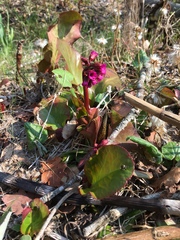 Bergenia crassifolia