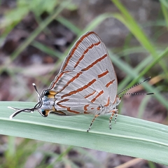 Hemiolaus caeculus