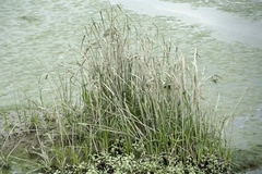 Cyperus malaccensis monophyllus