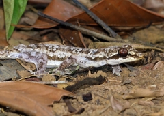 Richardson's Leaf-Toed Gecko photo 2