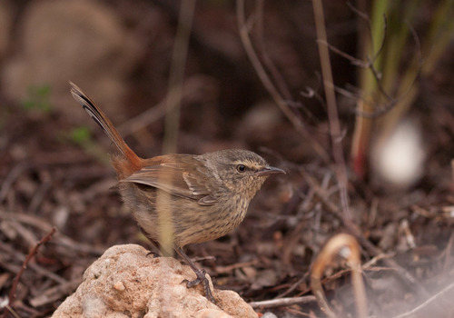 Chestnut-rumped Heathwren (Hylacola pyrrhopygia)