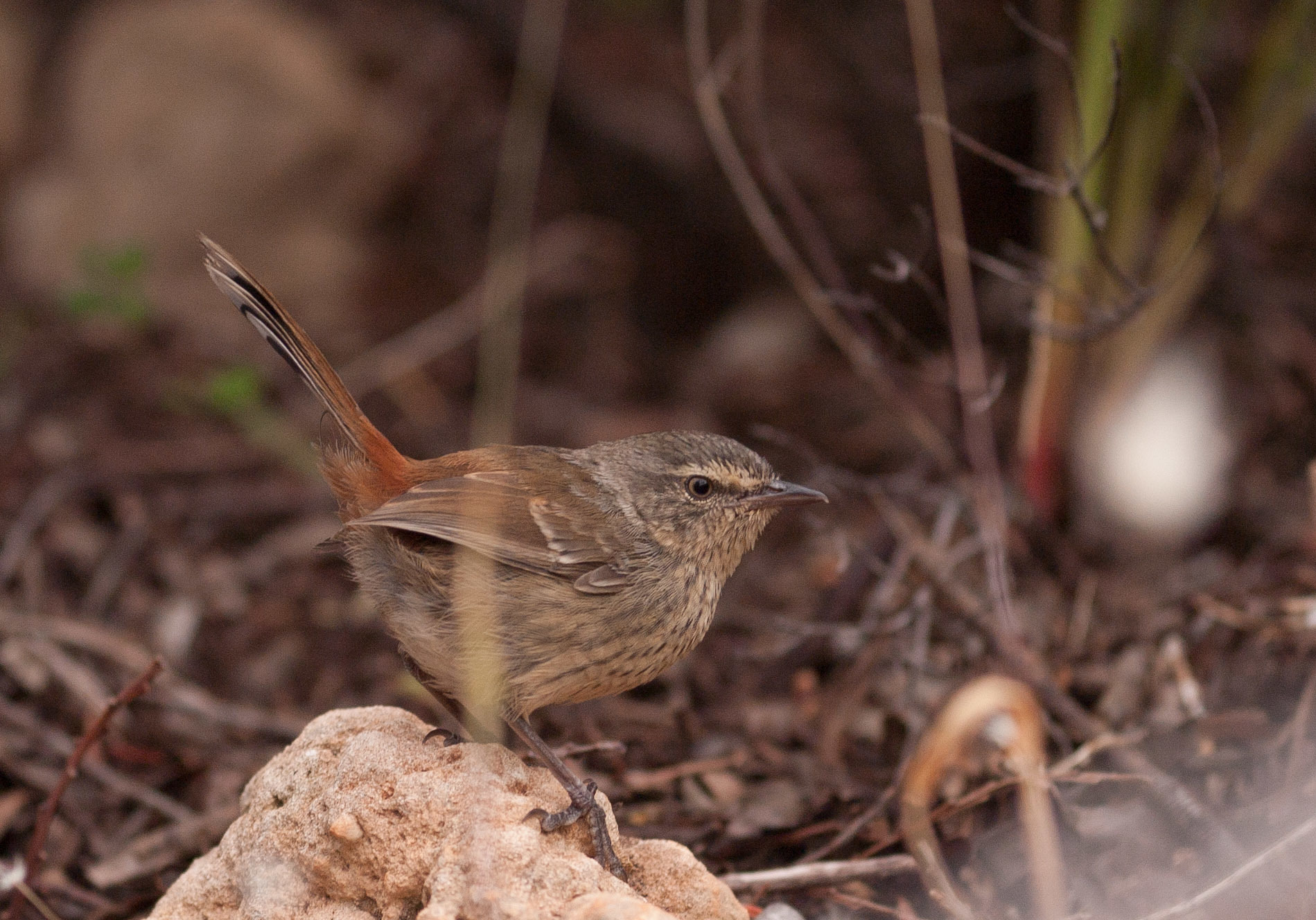Chestnut-rumped Heathwren illustration