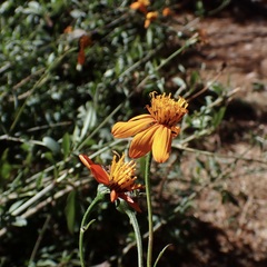 Bidens sambucifolia