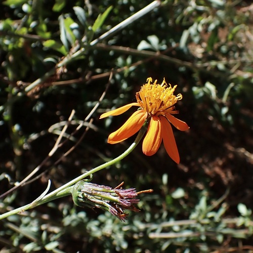 Bidens sambucifolia, photograph 1