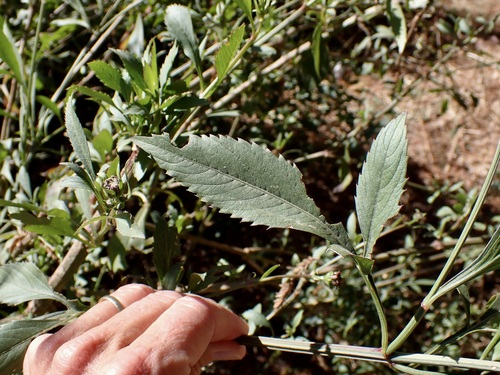 Bidens sambucifolia, photograph 2