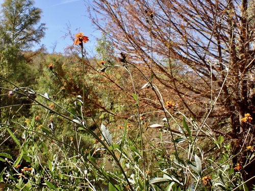 Bidens sambucifolia, photograph 3