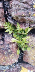 Asplenium marinum