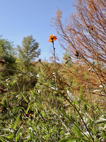 Bidens sambucifolia, photograph 4