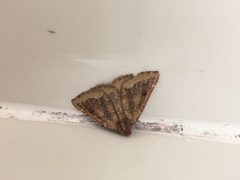 Aphilopota patulata