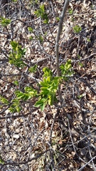 Hippocrepis emerus emerus