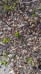 Hippocrepis emerus emerus