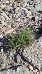 Hippocrepis emerus emerus