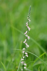 Spiranthes sinensis