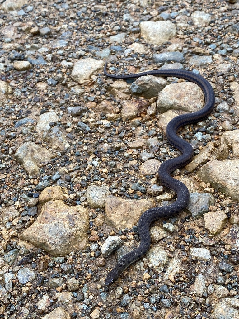 Coral Snake Mimics from Saraguro, Loja, EC on January 14, 2024 at 08:39 ...