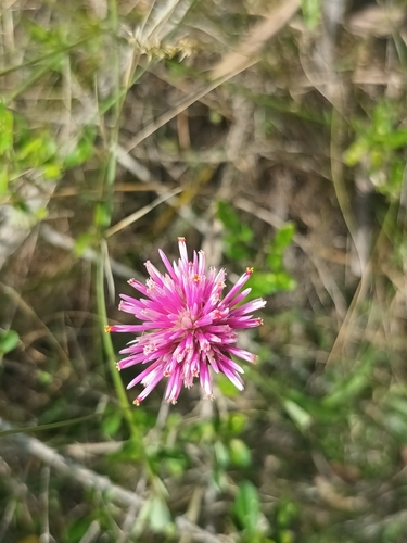 Image of Gomphrena pulchella by (c) Ivan Grela, some rights reserved (CC BY)