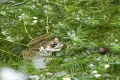 Pelophylax fukienensis