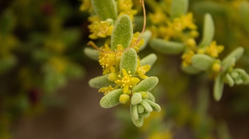 Tetragonia angustifolia (Tetragonia angustifolia)