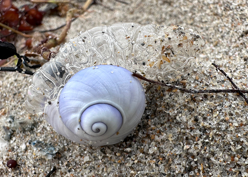 Violet Sea Snail