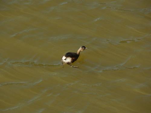 Poliocephalus rufopectus