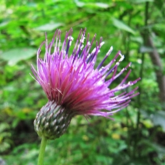 Cirsium pendulum