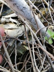 Muehlenbeckia ephedroides