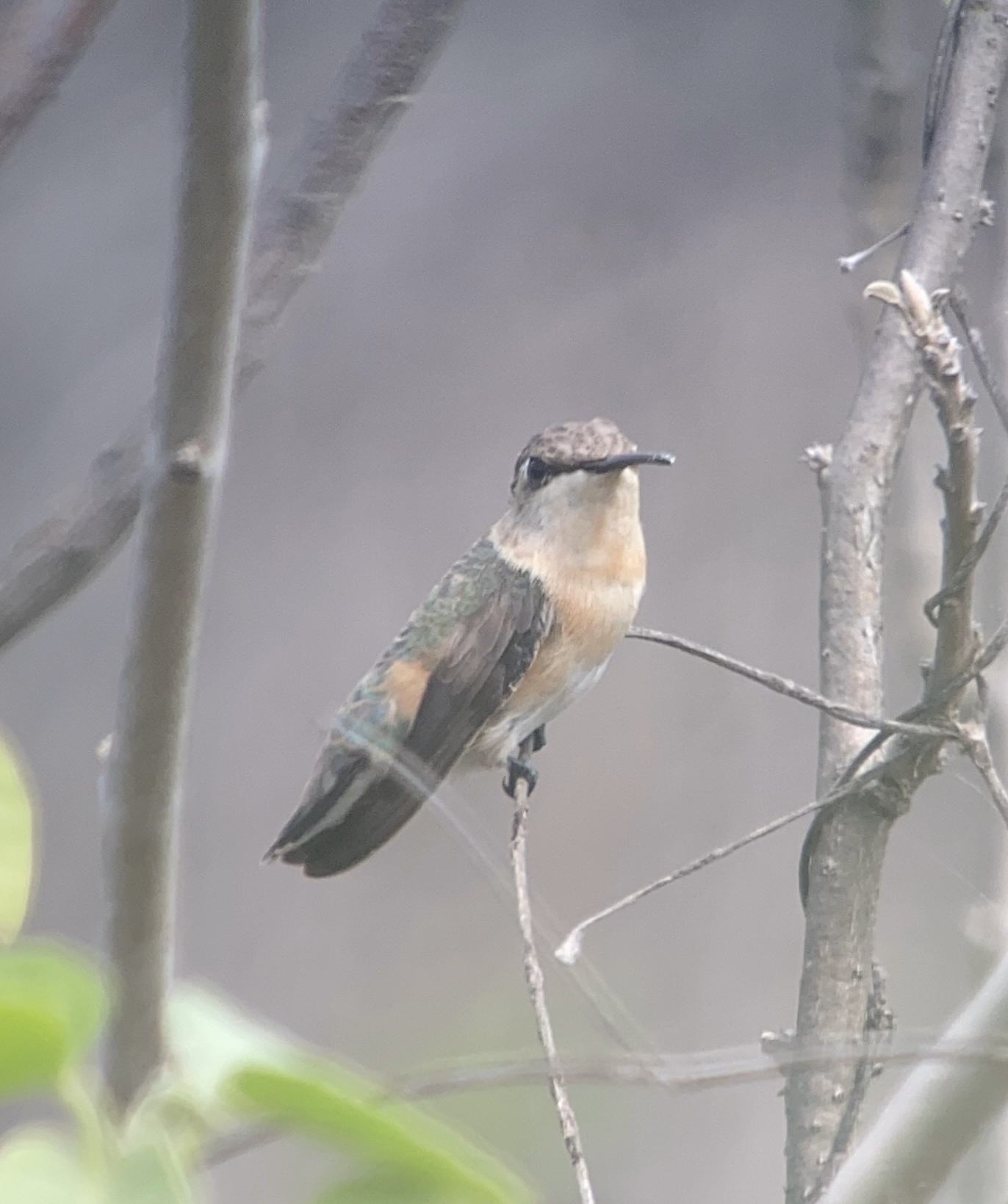 Myrmia micrura image