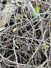 Muehlenbeckia ephedroides