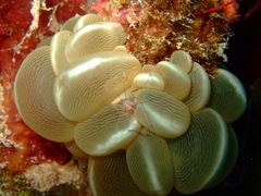 Plerogyra sinuosa