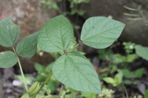 Vigna reflexopilosa iNat (1)