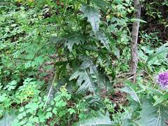 Cirsium pendulum