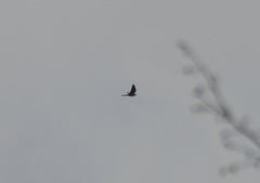 Falco tinnunculus