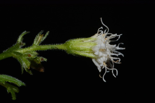 Ageratina luciae-brauniae, photograph 6